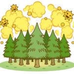 杉の木の花粉発生