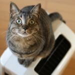 空気清浄機に乗る猫